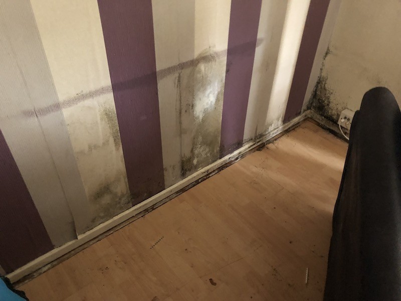 mould in living room